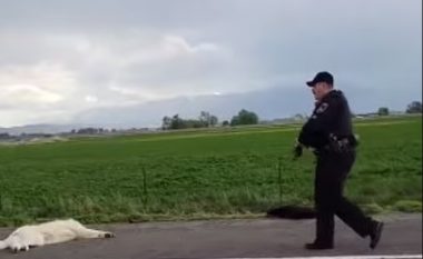 Kishin bllokuar trafikun në autostradë, pasi ishin “arratisur” nga oborri i pronarit – policia në Idaho qëllon qentë