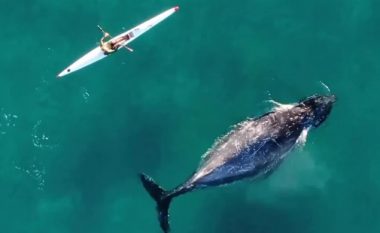 Balena kurioze notoi pranë një kajaku në Sydney