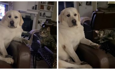Macja goditi me putra qenin, labradori nuk reagojë aspak – bëhet viral në rrjetet sociale