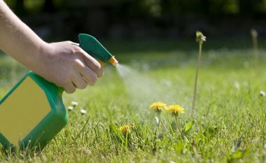 Eliminoni barin e padëshiruar përgjithmonë nga kopshti, por që lulet të mbeten të padëmtuara