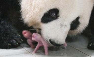 Në Korenë e Jugut erdhën në jetë binjakët e parë panda