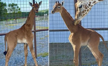 Një gjirafë pa njolla u lind në kopshtin zoologjik amerikan, besohet të jetë e vetmja në botë