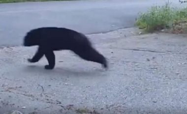 Macja e ndjek dhe e përzë ariun nga oborri i pronarit të saj