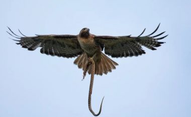 Një gjarpër ‘ra nga qielli’ mbi krahun e një gruaje në Teksas – më pas një skifter i sulmoi të dy