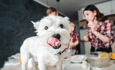 Arsyet se përse nuk ju leverdis të adoptoni një qen