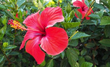 Lulet hibiskus zgjasin vetëm një ditë, por ato lulëzojnë gjatë gjithë verës