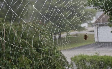 Falë kësaj bime, kurrë më nuk do të shihni merimanga as ndonjë insekt tjetër në shtëpinë tuaj!