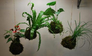 Kokedama, sfera e gjelbër magjike