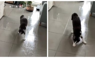 Macja luftoi për të ecur në dyshemenë e rrëshqitshme, video u bë hit