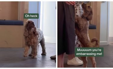 Punonjësit e kompanisë duartrokitën qentë e tyre, shikoni reagimet e tyre