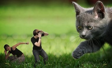 Përse macet sulmojnë?