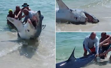 Pamjet dramatike të shpëtimit të peshkaqenit në Florida