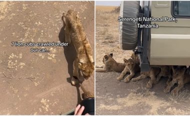 Shikoni momentin kur shtatë këlyshë luani gjetën strehë poshtë automjetit të turistëve dhe refuzuan të largohen