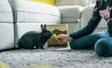 Si ta mësoni lepurin të jetojë në banesë