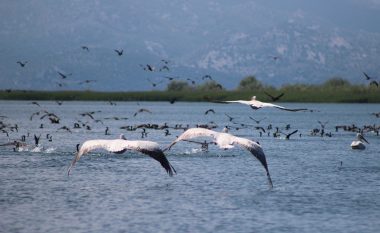 Në këtë liqen jeton edhe specia më e madhe e pelikanit në rajon