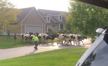 Dhjetëra ‘lopë’ pushtojnë një lagje në Wisconsin