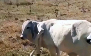 Viçi i lindur me gjashtë këmbë në Brazil gëzon shëndet të mirë edhe pas një viti