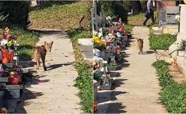 Një dhelpër shihet duke bërë një “shëtitje të qetë” në Zagreb