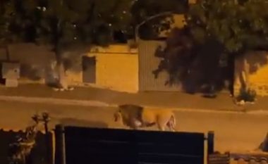 Banorët e qytetit italian, këshillohen të qëndrojnë nëpër shtëpi për shkak të luanit që ka ikur nga cirku