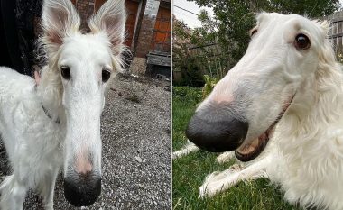 Njihuni me qenin e gjinisë femërore me hundën më të gjatë në botë