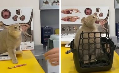 Macja bëri të qeshin të gjithë me reagimin e saj ndaj veterinerit