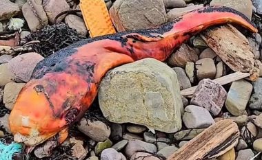 Një krijesë misterioze që përfundoi në bregdetin britanik po trondit të gjithë