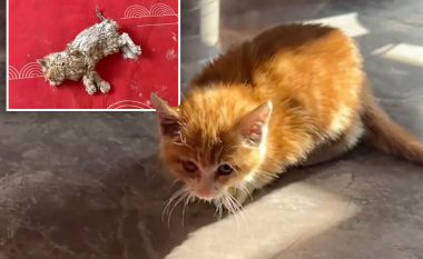 Për pak sa nuk ishte ngrirë për vdekje nga i ftohti, kinezja shpëton kotelen – ia terë trupin me tharëse flokësh
