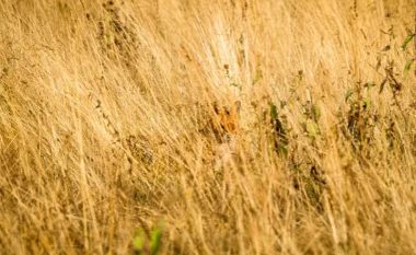 Vetëm ata me shikim të “mprehtë” mund ta gjejnë dhelprën në fotografi brenda dhjetë sekondash