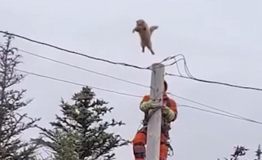 Macja e bllokuar shpëton duke u hedhur nga maja e shtyllës elektrike