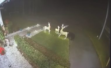 Ariu prishi dekorimet e Krishtlindjeve të një familjeje në Florida