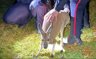 Kanguri i arratisur në Kanada grushtoi njërin prej oficerëve në momentin e kapjes