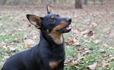 Lancashire Heeler, qeni i vogël me buzëqeshje të madhe: Ka vetëm 5.000 të tillë në botë
