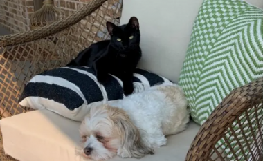 Macja i shpëton jetën qenit duke i përndjekur kojotët
