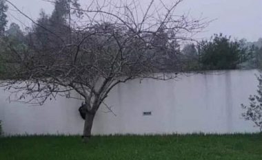Shikojeni mirë këtë fotografi – njerëzit nuk janë të sigurt se çfarë po shohin