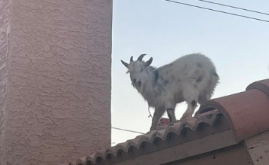 “Dhia aventureske” shpëtohet nga çatia e shtëpisë