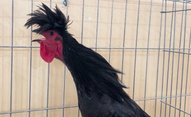 Për gjelin e pazakontë të Kosovës, raportojnë edhe mediat gjermane
