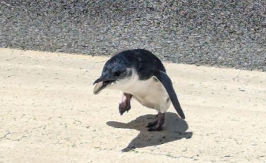 Pinguini vonon nisjen e fluturimit në Zelandën e Re