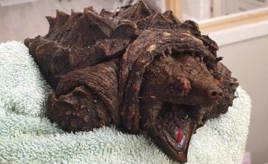 Breshka aligator gjendet në Britani të Madhe, mund të rritet deri në 100 centimetra dhe të peshojë 90 kilogramë