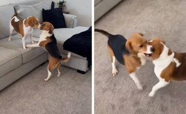 Qeni luan për herë të parë pas disa vitesh qëndrimi në kafaz, shikoni videon emocionuese