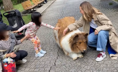 Japonezi që “u bë” qen lejon njerëzit ta përkëdhelin dhe premton që nuk do t’i ‘kafshojë’