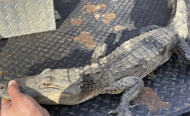 Një peshkatar në SHBA befasohet kur papritmas kap një aligator në vend të peshkut