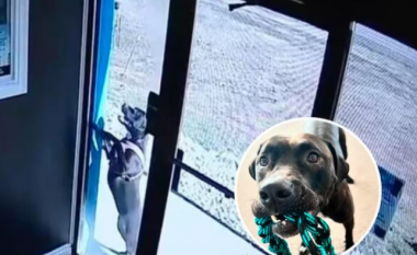 Qeni e shpëton pronaren e tij pas një aksidenti në SHBA