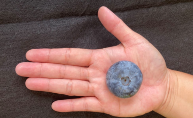 Boronica më e madhe në botë e rritur në Australi shënon rekord botëror