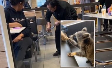 Një rakun krijoi kaos në një restorant: E ndoqën me fshesë, e joshën me pulë, por ishte e kot