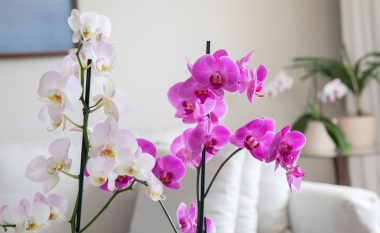 Truku i thjeshtë që ju ndihmon që orkideja e juaj të çelë vazhdimisht