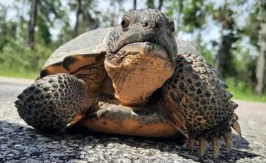 Më shumë se 100 breshka “gjigante” u desh të largohen nga strofullat në vendin ku po ndërtohet një fabrikë e Hyundait në Savannah