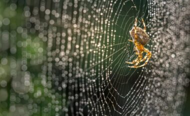 Ndihmë e papritur nëse keni probleme me teshtitjen e polenit: Këto insekte mund t’ju ndihmojnë