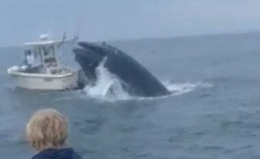 Balena “fluturoi” nga uji dhe fundosi varkën, ekuipazhi u shpëtua nga dy vëllezër që ishin në një anije afër