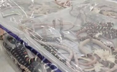 Një burrë në Kinë u kap duke kontrabanduar 100 gjarpërinj të gjallë në pantallonat e tij