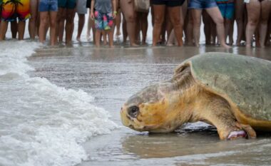Breshka rreth 170 kilogramëshe rikthehet në Oqeanin Atlantik pas tre muajsh rehabilitimi në Florida